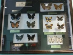 -上海昆虫博物馆