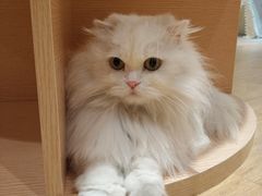 -Pets First伊珊娜洗护·精致美容·家庭式寄养(新会路店)