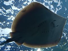 -上海海洋水族馆