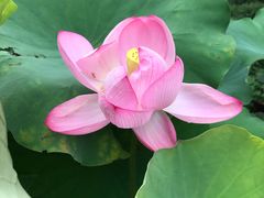 -苏阳许记绿豆汤(阳山店)