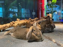 -昆明大悦城未来动物城(螺蛳湾中心店)