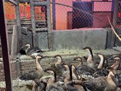 -鱼窝棚柴火铁锅炖(富山屯店)