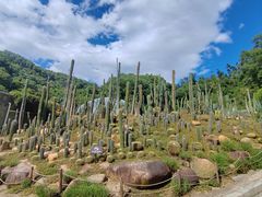-深圳仙湖植物园