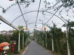 -上海长兴岛郊野公园