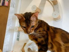 -楼上猫咖(罗湖店)