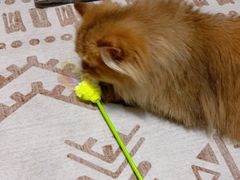 -猫大福·Fortune Cat猫舍(百子湾店)