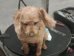 -宠福鑫康馨动物医院·骨科·眼科