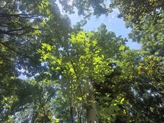 -昆山城市生态森林公园