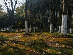 -月湖风景区