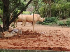 -广州长隆野生动物世界