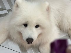-星多哈·狗咖·拼豆·咖啡