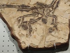 -辽宁古生物博物馆