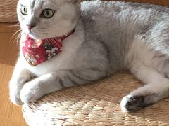 -猫にゃん · 猫的隐藏屋猫咖(麦地旗舰店)