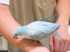 -帕帕拉兹宠物(亚洲旗舰店)