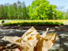 -上海共青森林公园