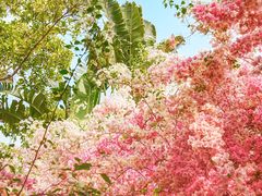 -深圳国际园林花卉博览园