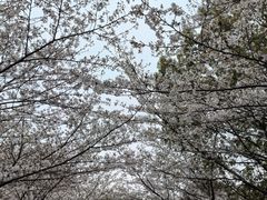 -高东镇樱花园