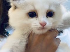 -猫十亿·布偶金渐层·曼基康矮脚猫舍(青年路店)