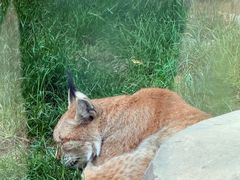 -青藏高原野生动物园