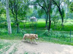 -北京野生动物园