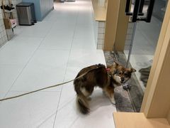 -柏萃动物医院·骨科·牙科