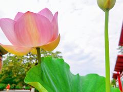 -莲花池公园