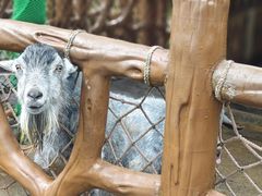 -佛冈森波拉度假区