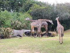 -奥兰多迪士尼动物王国乐园