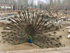 -鄂尔多斯野生动物园