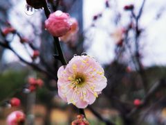 -新虹桥中心花园