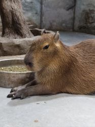 -Zoolung Zoolung动物主题公园(海信广场店)