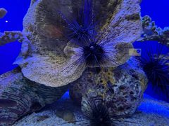 -上海海洋水族馆