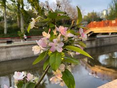 -海棠花溪(元大都城垣遗址公园)