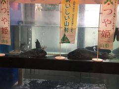 -江户前寿司(好运街店)