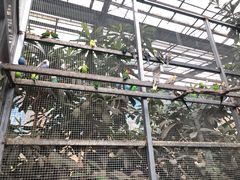 -呀路古热带植物园