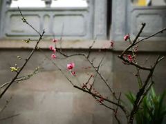 -雨花胜境
