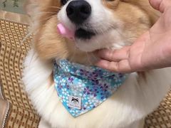 -萌宠之家·腊肠犬·马尔泰·小体犬舍