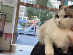 -宠颐生宠物医院·心肾内科·猫专科诊疗中心宠巢店