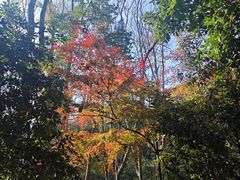 -杭州半山国家森林公园