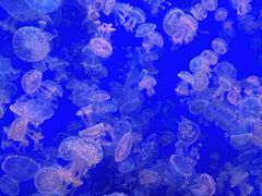 -江和美海洋公园