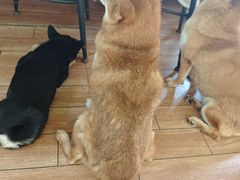 -柴犬高等学院·狗咖·柴犬售卖·宠物训练