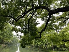 -西溪国家湿地公园