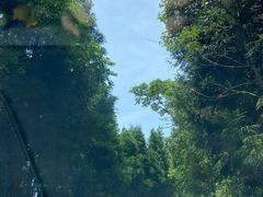 -武陵山森林公园