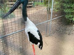 -费瑟代尔野生动物园