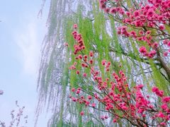 -海棠花溪(元大都城垣遗址公园)