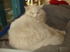 -Babycat私家御饼屋(龙头路一店)