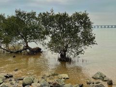 -宝安西湾红树林湿地公园