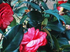 -深圳国际园林花卉博览园