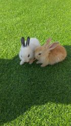 -萌宠亲子动物乐园(槐房万达店)