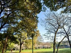 -上海共青森林公园